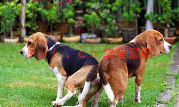 女子与狗被锁无法分开，不得已拨打120急救