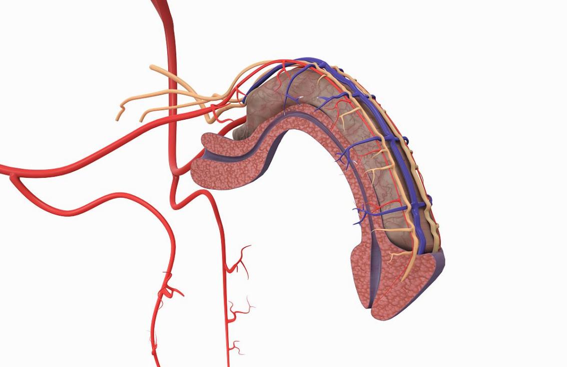 在经历了长达9年的补肾，花费了四万多钱财之后，我领悟到一个道理：男人补肾只是徒劳
